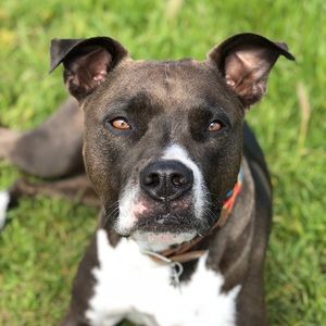 Meet your Posher, Clovis